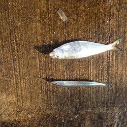 ファミリーサビキ釣り