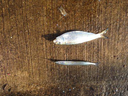 ファミリーサビキ釣り