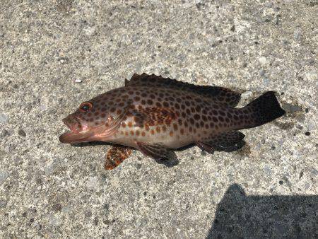 三たび目井津港で豆アジ