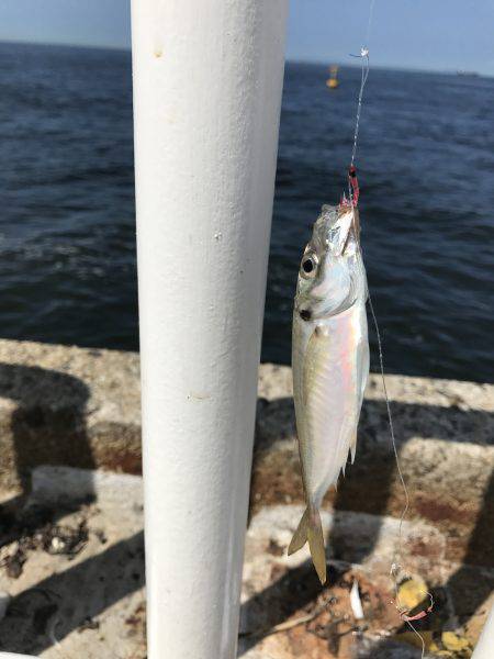 アジ、サバ、イワシ