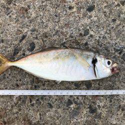 アジ102匹 サバ3匹