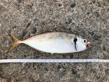 アジ102匹 サバ3匹