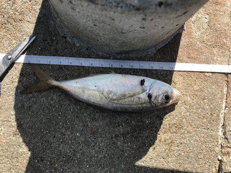 アジ51匹、サバ5匹、イワシ1匹