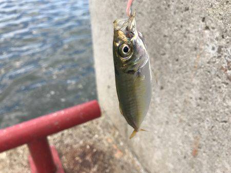 甲子園と釣りのハシゴ