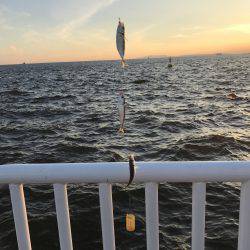 アジ53匹、サバ3匹、イワシ3匹