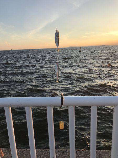 アジ53匹、サバ3匹、イワシ3匹