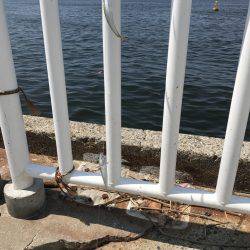 アジ22匹、サバ3匹、イワシ1匹、サヨリ1匹