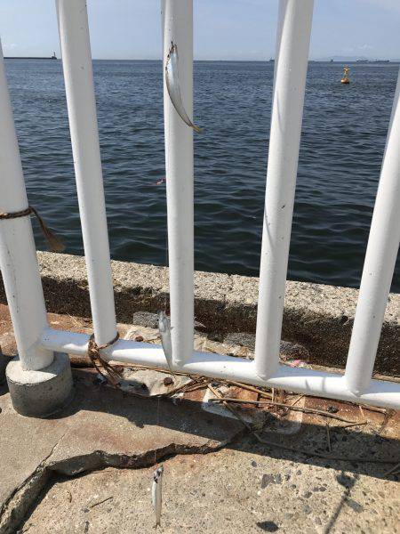 アジ22匹、サバ3匹、イワシ1匹、サヨリ1匹