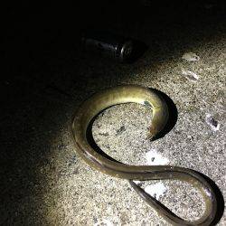 やってみるもんだね