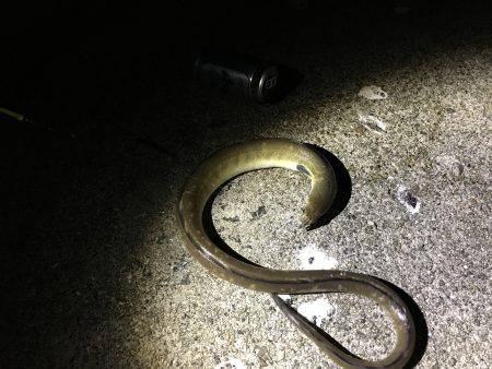 やってみるもんだね