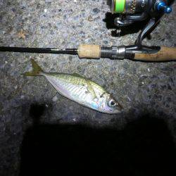 2度目の夏休み釣行も釣果はイマイチ