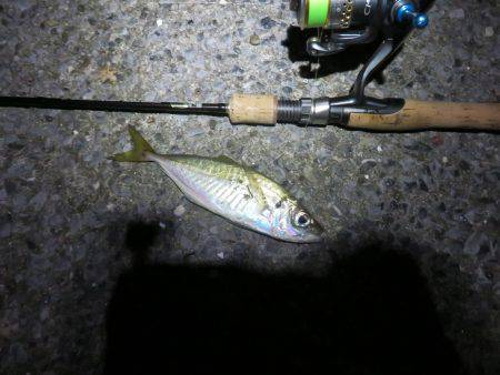 2度目の夏休み釣行も釣果はイマイチ