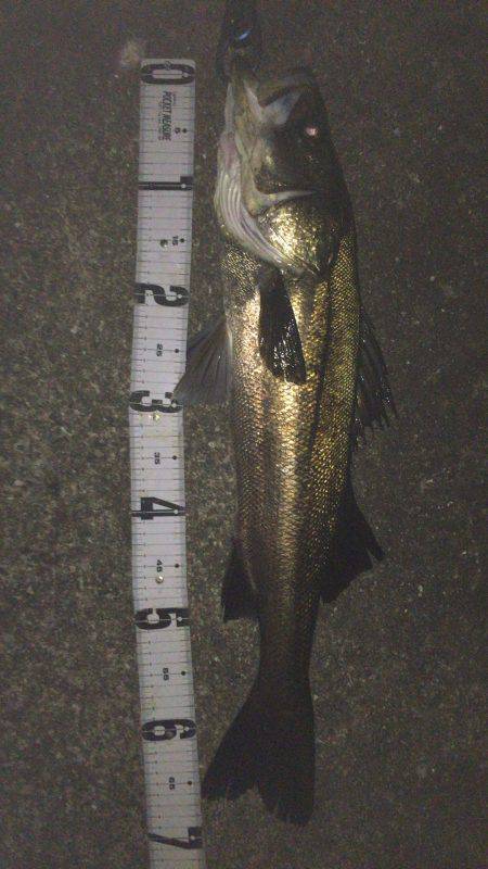 ナイトシーバス