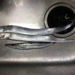 夏タチ絶好調!??