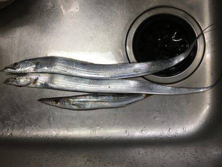 夏タチ絶好調！？？