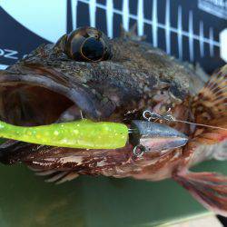 ライトワインド釣行