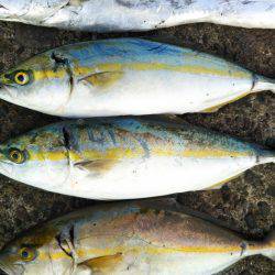 阿南市の辰巳でタチウオとツバスとシオ