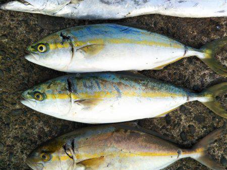 阿南市の辰巳でタチウオとツバスとシオ