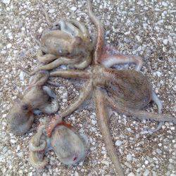 またタコが、またまた釣れました。