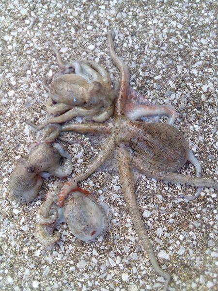 またタコが、またまた釣れました。