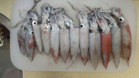 ケンサキ爆釣！