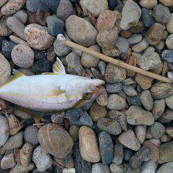 シオが３匹釣れました❗