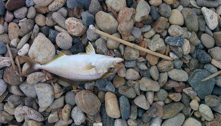 シオが３匹釣れました❗