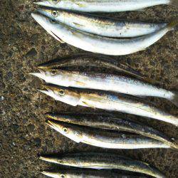 阿南市の辰巳でタチウオとカマス