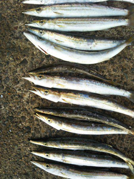 阿南市の辰巳でタチウオとカマス