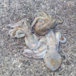 明日からお盆、タコ釣りは今日で一段落。