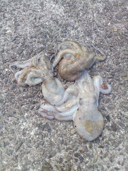 明日からお盆、タコ釣りは今日で一段落。