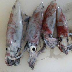 大混雑の中なんとかケンサキ釣れました！