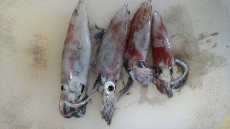 大混雑の中なんとかケンサキ釣れました！