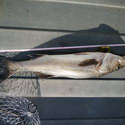 シーバッシング 穴釣り