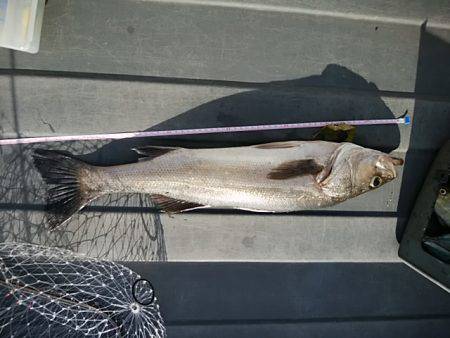 シーバッシング 穴釣り