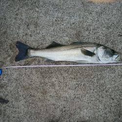 トップウォーター 1キャッチ2バイト3ミスバイト