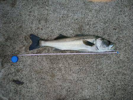 トップウォーター　1キャッチ2バイト3ミス…