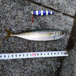 えんぴつサヨリ