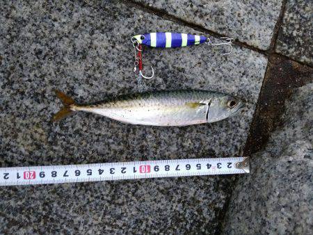 えんぴつサヨリ