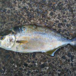 阿南市の辰巳でタチウオとシオ