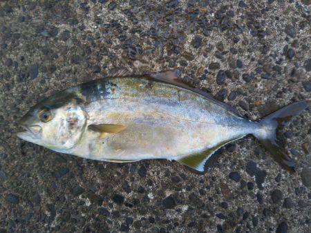 阿南市の辰巳でタチウオとシオ