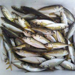 阿南市の椿泊でタチウオと小アジ