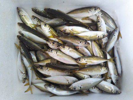 阿南市の椿泊でタチウオと小アジ