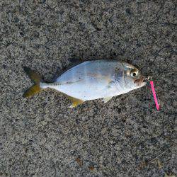 阿南市の辰巳でタチウオ