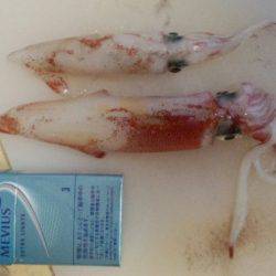 太刀魚が邪魔して！