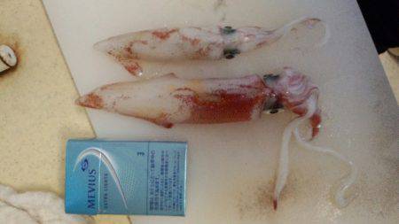 太刀魚が邪魔して！