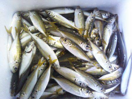 阿南市の椿泊でタチウオと小アジ