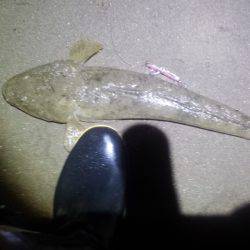 激熱!河芸サーフ