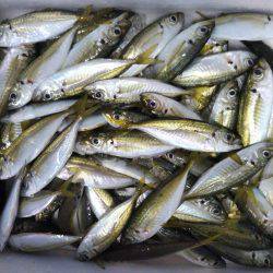 阿南市の椿泊でタチウオと小アジ