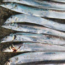 阿南市の中浦緑地公園でタチウオ